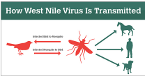 West Nile Virus em Equinos